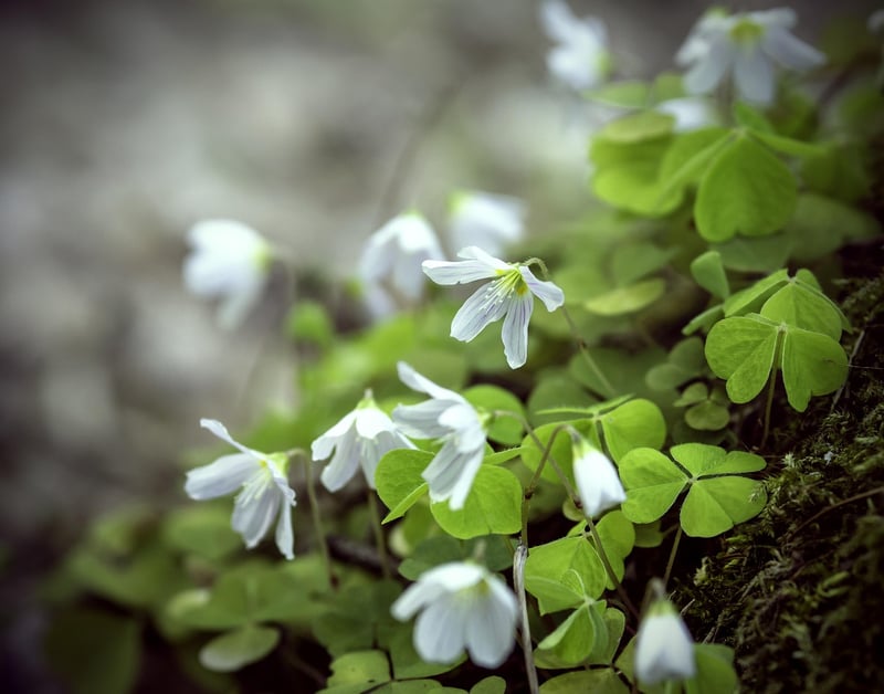 Edible Flowers to Grow